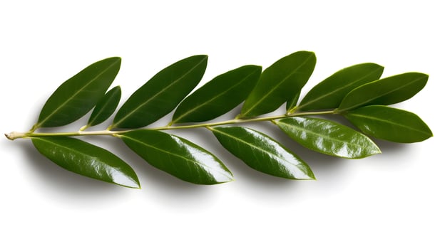 Olive Leaves on White Background with Slender Silver Foliage for Natural Mediterranean Decor photo