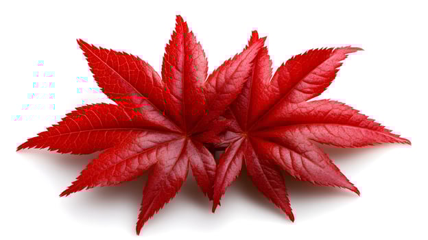Elegant and Vibrant Japanese Maple Leaves Isolated on White Background photo