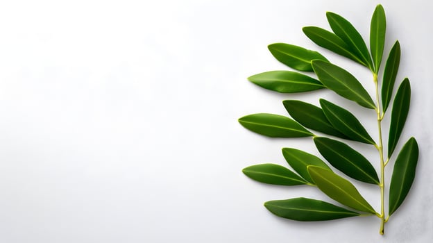 Elegant Olive Leaves in Minimalist White Background photo