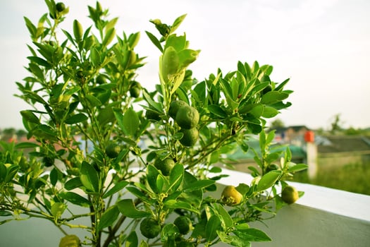 Green orange juice grows fresh in the morning against the roof top photo