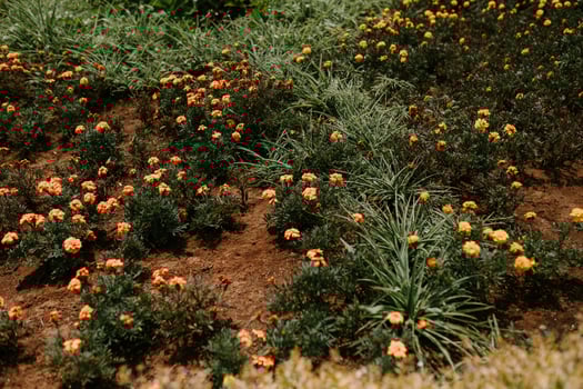 Beautiful orange Marigold flowers, amazing summer flowers of marigold bush, summer ornamental flora. photo