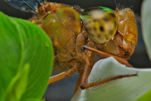 a dragonfly with green eyes and a yellow head photo