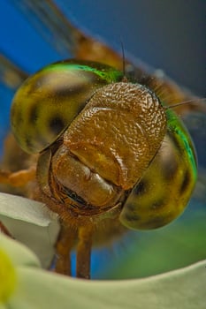 a dragonfly with green eyes and a yellow head photo