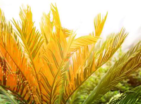 Green palm leaves in soft sunlight. Natural tropical plant background. photo