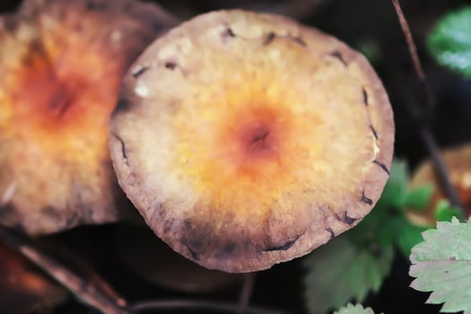 Forest mushrooms growing on tree stump photo