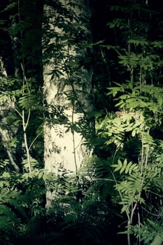 Tree branches in sunlight in summer forest. Light and shadows. Summer nature details. photo