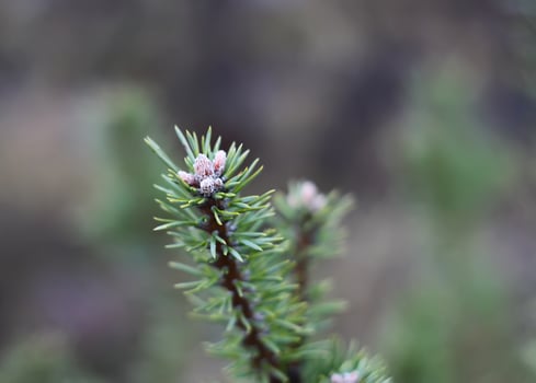 Pine tree closeup photo