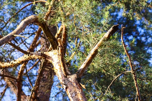 Pine tree branches close up. photo