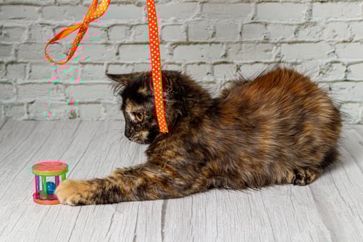 Beautiful little cat girl on a background of a brick wall photo