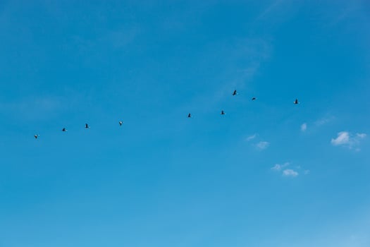 a flock of birds flying in the blue sky photo