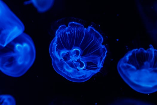 macro aurelia aurita semaeostomeae photo