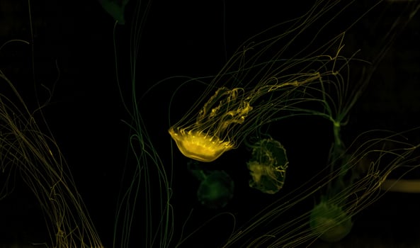Macro shot of Chrysaora quinquecirrha underwater photo
