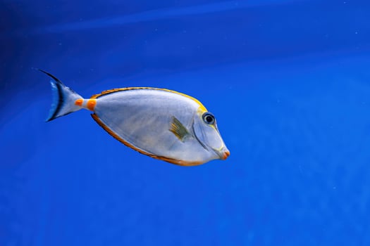 Underwater shot of fish Acanthurus mata photo