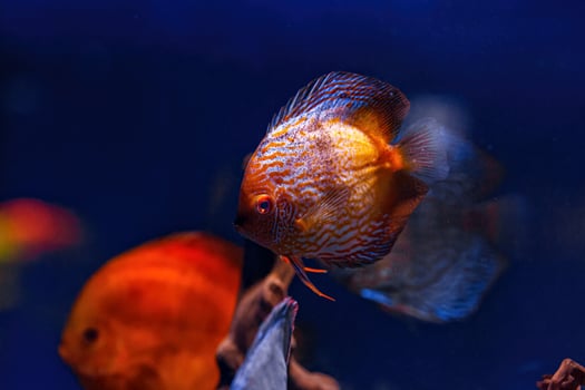 Underwater shot of Symphysodon fish photo
