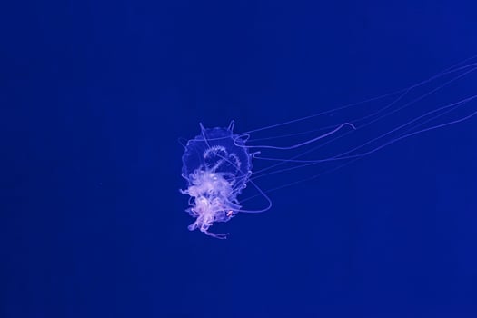 underwater shooting of beautiful Amakusa Jellyfish small Sanderia Malayensis photo