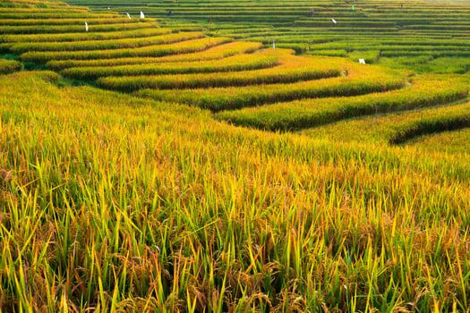 Morning beauty on the rice terraces of the growing season with blue mountains and warm morning sunshine in indonesia photo