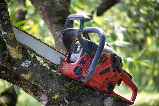 Red chainsaw on a tree branch in a sunny outdoor setting photo