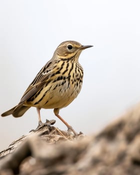 A small bird is standing on top of a log photo