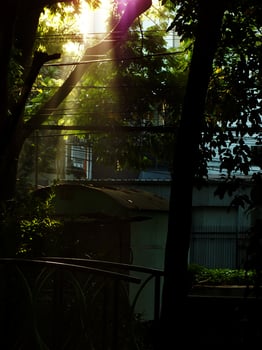 The dawn at the city park. A tree with a wire above it and a building in the background. The sun is shining through the leaves. photo