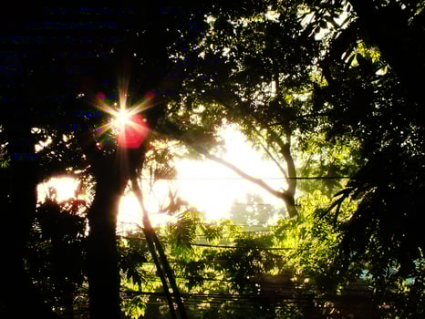 A tree with a sun shining through it. The sun is bright and the tree is full of leaves photo
