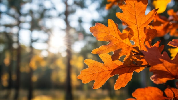 Red oak leaves glowing in the autumn sun with a forest softly blurred behind photo