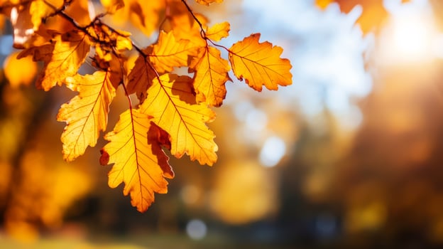 Rust colored leaves hanging from branches with a blurred sunny forest backdrop photo
