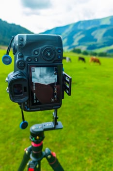professional camera on a tripod shooting grazing cows vertically photo