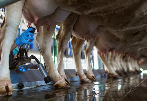 cow udder closeup with milking machine, cow farm photo