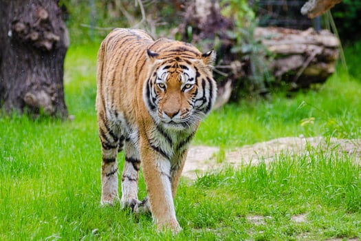 Majesty Wandering the Royal Bengal Tiger's Realm photo