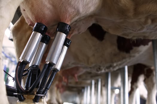 cow udder closeup with milking machine, cow farm photo