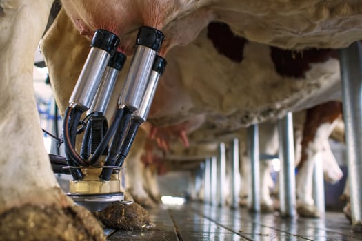 cow udder closeup with milking machine, cow farm photo