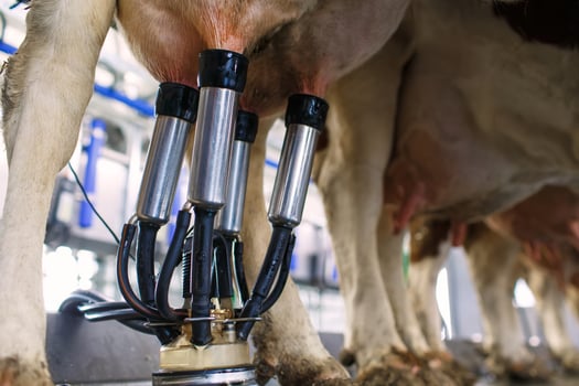 cow udder closeup with milking machine, cow farm photo