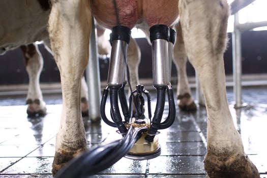 cow udder closeup with milking machine, cow farm photo