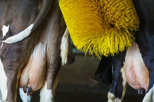 cows brushing at the farm, Rotating Brush Scratcher for Cows at Modern Farm Equipment photo