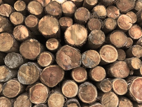 Pile of log trunks, logging timber wood industry before turn it into wooden product. Firewood. Lumber wood. Wood texture. Trunk with cracks and sawed annual rings, cut of surface of wooden stump. photo