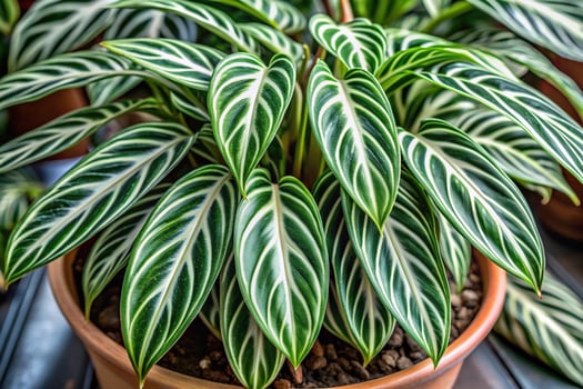 flora, exotic, lush, patterns, textures, leaves, Close up photo of a potted Rhaphidophora megasperma plant with variegated leaves showcasing its intricate patterns and textures