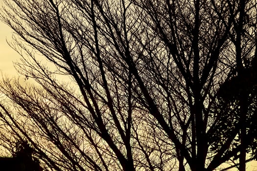 Silhouette of dry tree branches against the warm orange afternoon sky photo