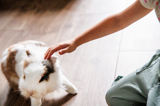 A child gently pets a fluffy rabbit on a wooden floor in a cozy indoor setting photo