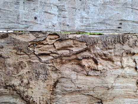 features a weathered piece of wood with natural cracks and wormholes photo