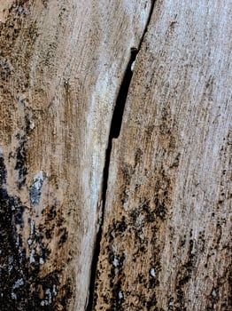 Weathered Wood Planks photo