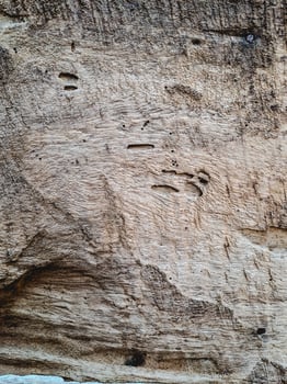 features a weathered piece of wood with natural cracks and wormholes photo