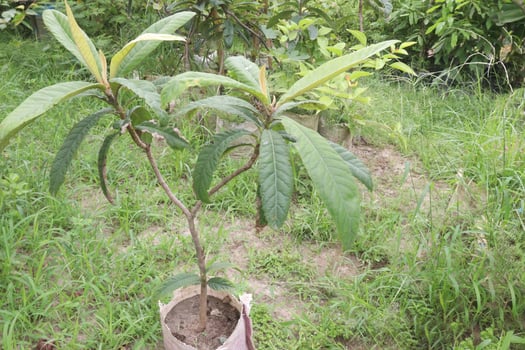 Loquat fruit plant on nursery photo