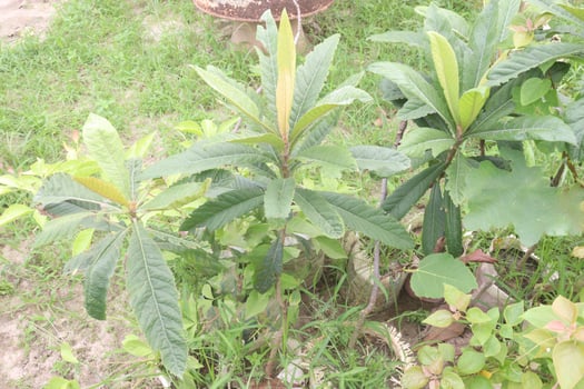 Loquat fruit plant on nursery photo