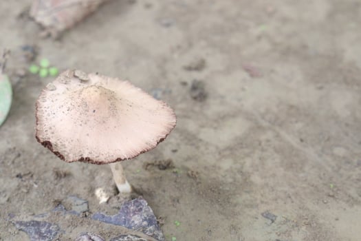 Volvariella bombycina on jungle its a edible mushroom photo