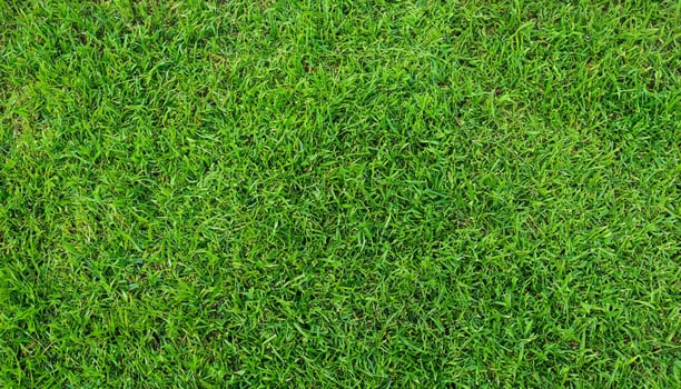 Top View of Green Grass Texture Background photo
