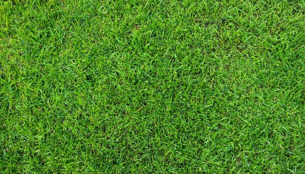 Top View of Green Grass Texture Background photo