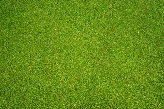 Bright Green Grass Garden Background - Top View photo