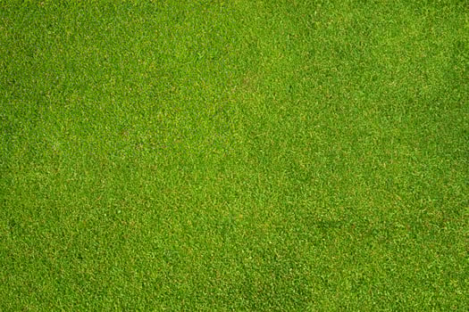 Bright Green Grass Garden Background - Top View photo