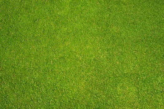 Bright Green Grass Garden Background - Top View photo