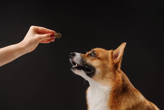 hungry Welsh Corgi Pembroke dog, for a treat by his owner, isolated on dark background photo